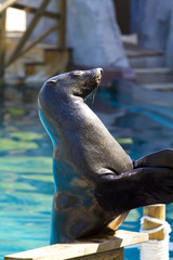 Fototapeta premium Beautiful sea lion applauding