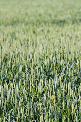 Green wheat field