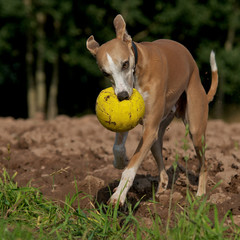 Apportierender Whippet