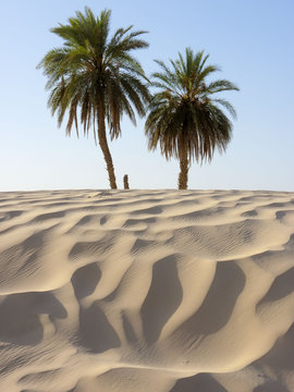 palmiers et dune de sable