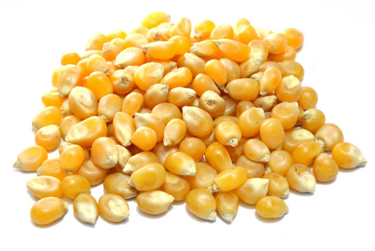 Mais per popcorn
