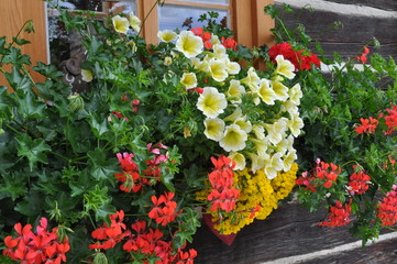 Fototapeta na wymiar Kwiaty z balkonu