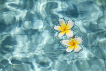 Fototapeta na wymiar Frangipani flower in blue water