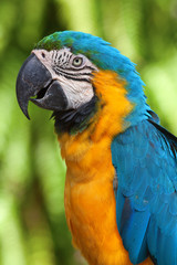 Ara parrot