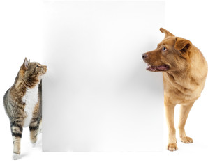 Cat and dog around banner - 25015448