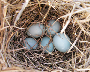 Bluebird Eggs