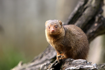 Südliche Zwergmanguste