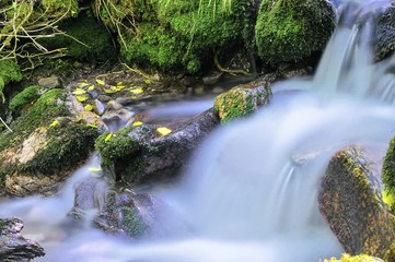 Otoño en el bosque
