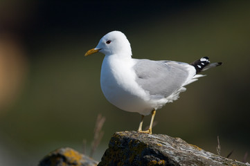 Sturmmöwe, Common gull, Larus canus