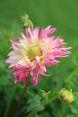 Kaktusdahlie in rosa