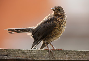 Portrait of a young Blackbird