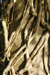 Vines growing around an old tree