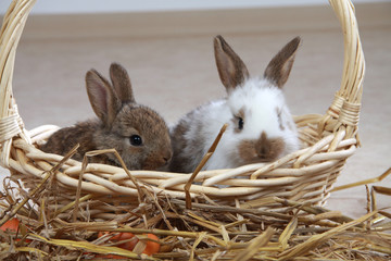 2 junge Kaninchen