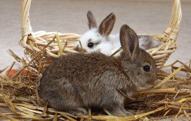 2 junge Kaninchen