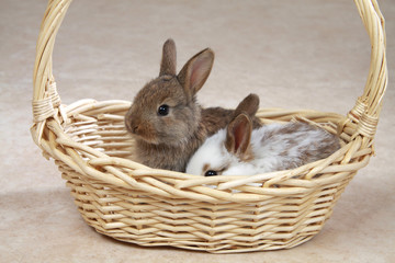 2 junge Kaninchen