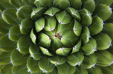 Agave im Detail