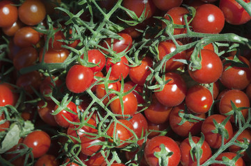 Tomaten ernten