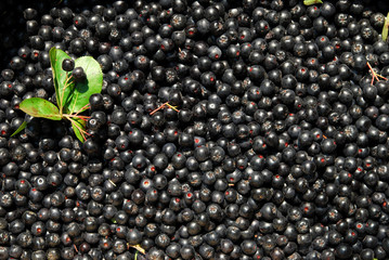 Aronia