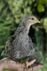 Chick on hand