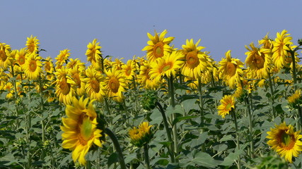 Fototapeta premium girasoles