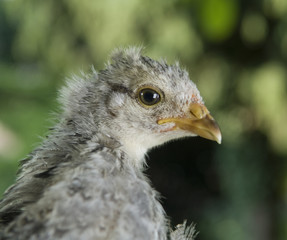 Chick portrait