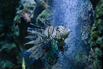 beautiful lionfish