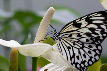 Butterfly on a flower - 25020416