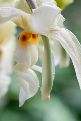 Macro of a white hanging flower - 25020494
