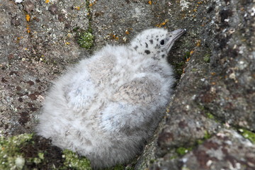 Glaucous Gull (Larus hyperboreus) nestling