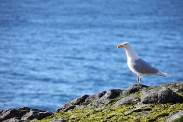 Glaucous Gull  on a background of the blue sea