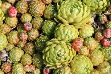 Obraz premium Текстуры растения