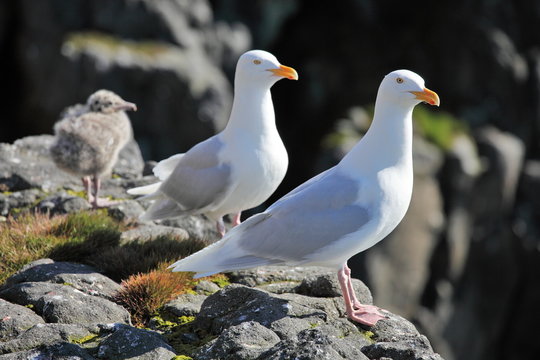 Seagull - Glaucous Gull (Larus hyperboreus), with nestling