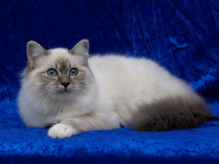 Heilige Birma Katze