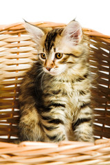Fototapeta na wymiar Siberian kitten