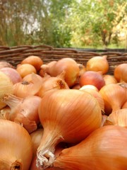 A basket of onions.