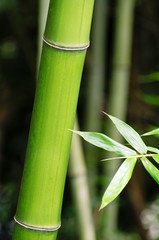 Obraz premium 若竹