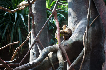 monkey sitting by the water