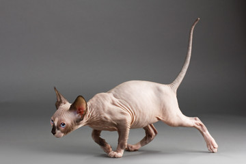 Sphinx