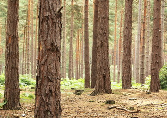 Scot's Pine Forest in morning sunlight
