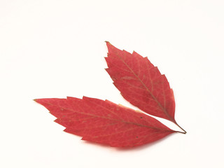 Autumn leaves