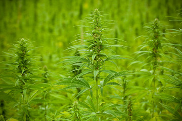 hanfpflanze, hanffeld