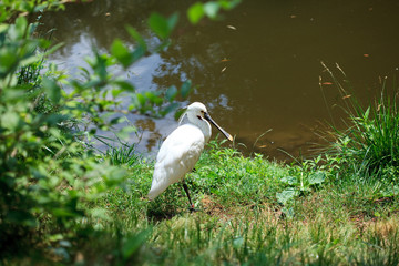 heron standing on the grass