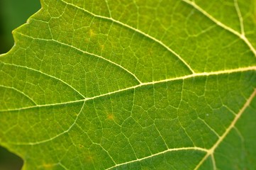 Feuille de vigne