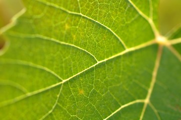 Détail feuille de vigne