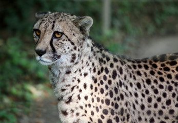 Cheetah at the zoo,Vienna © Elena Schweitzer