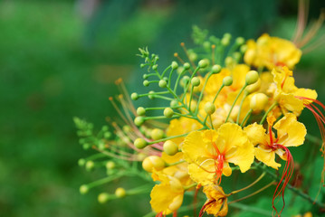 the flower of the flame-tree in the garden