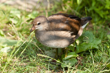 gray bird on a background of green grass