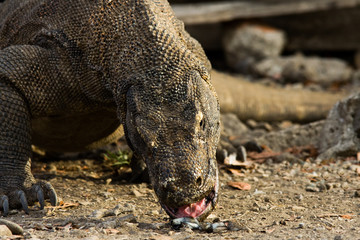 Obraz premium Komodo Dragon Feeding On Meet