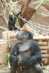 gorilla in the aviary