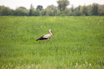 stork on a meadow